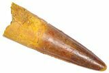 Fossil Spinosaurus Tooth - Real Dinosaur Tooth #382385-1
